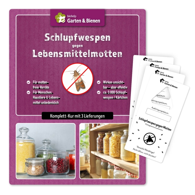 Schlupfwespen-Kur gegen Lebensmittelmotten