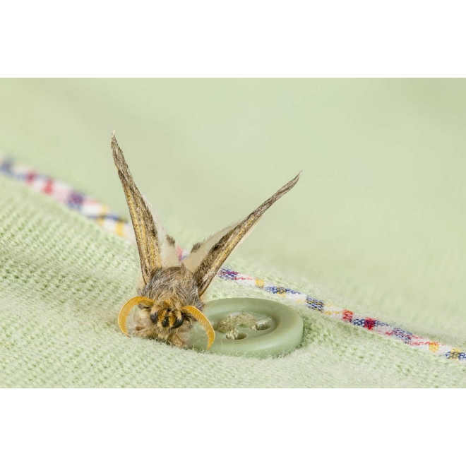 Schlupfwespen-Kur gegen Lebensmittelmotten á 24 Kärtchen