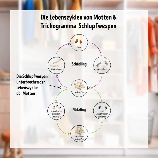 Schlupfwespen-Kur gegen Kleidermotten á 14 Kärtchen