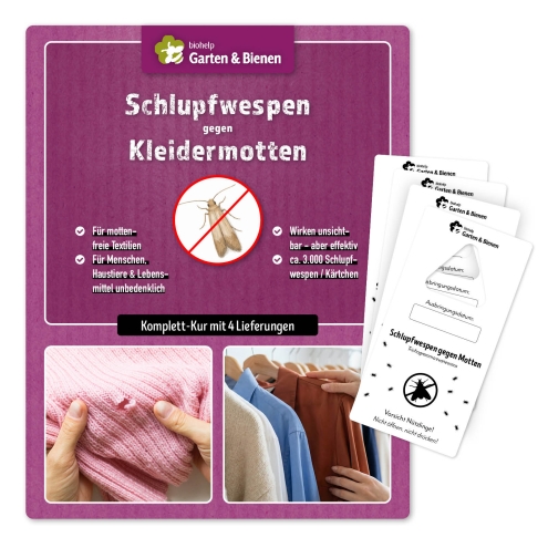 Schlupfwespen-Kur gegen Kleidermotten