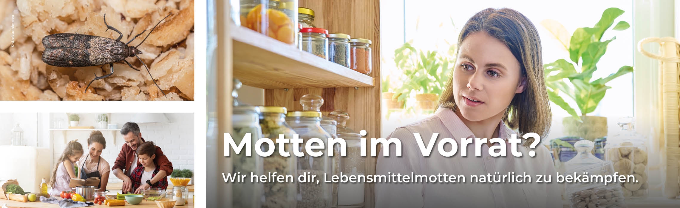 Lebensmittelmotten
